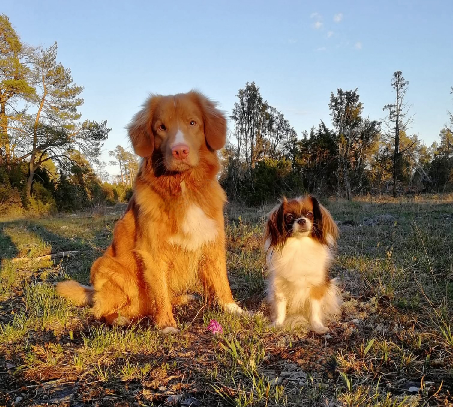 J  SE UCH Mysslä's Toto Rockmaker,  SE DK UCH Mysslä's Askungen