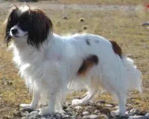 Cqabeym'z Lady Ofelia av Carlsberg "Lisa"