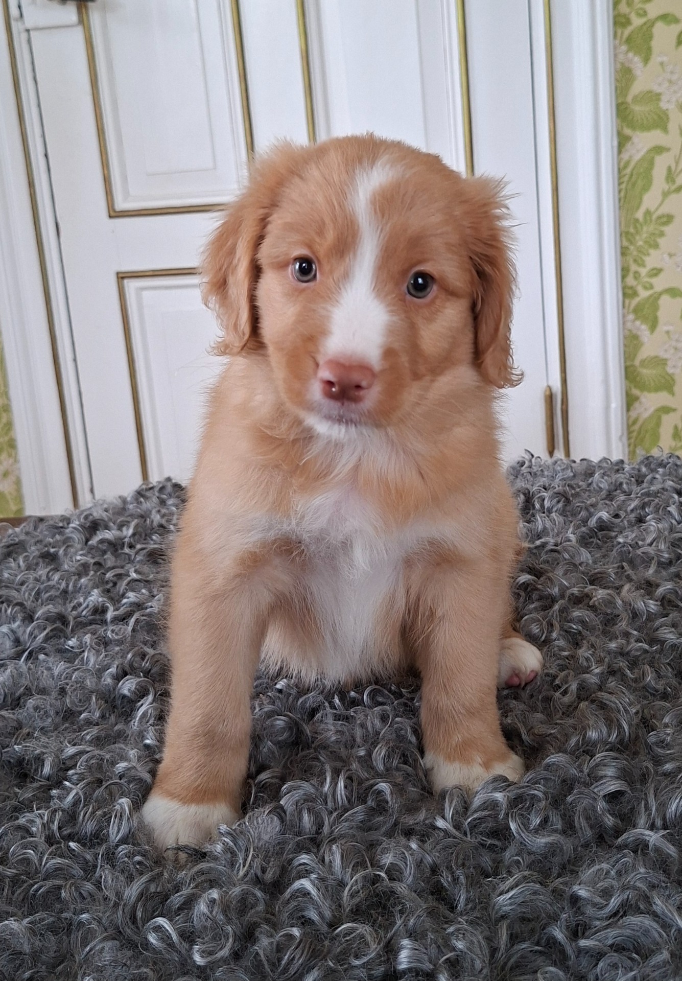 Mysslä's MR Wild Rockstar