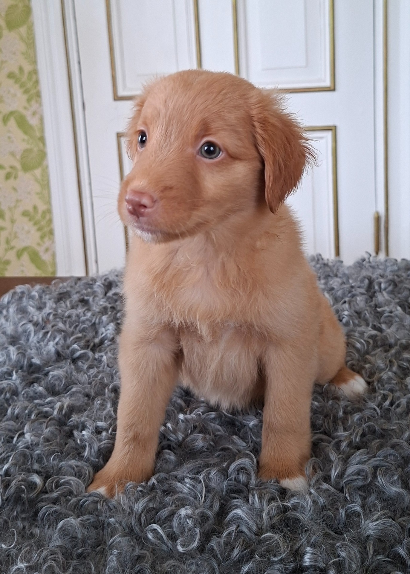 Mysslä's Little Miss Rockstar